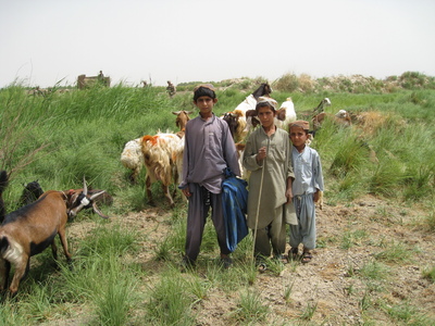 Children tending sheep and goats